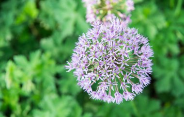 Allium yakın çiçek açıyor. Çiçek açan allium çiçek topu. Bahçe teması için güzel alliums. Botanik kavramı. Menekşe çiçek muhteşem çiçek. Bahçe ve dikim tesisleri