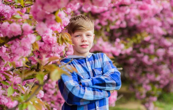 Visitez le jardin sakura. Jeune garçon posant près de sakura. Enfant sur des fleurs roses de fond de sakura. Concept botanique. Un type qui aime les cerisiers en fleurs. Tendre floraison. Enfant mignon profiter du chaud jour de printemps — Photo