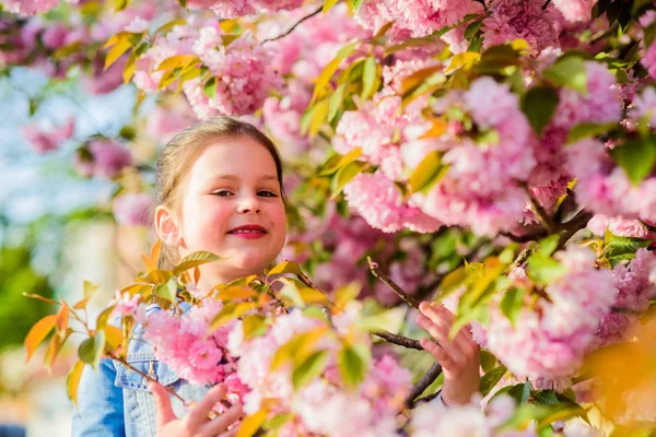 Lány kis gyermek tavaszi virág virágzik. Élvezze illata pályázat virágzás napsütéses nap. Sakura virág koncepció. Pompás virág szépség. Lány cseresznye virág háttér. Sakura fa virágzó. Park és kert — Stock Fotó