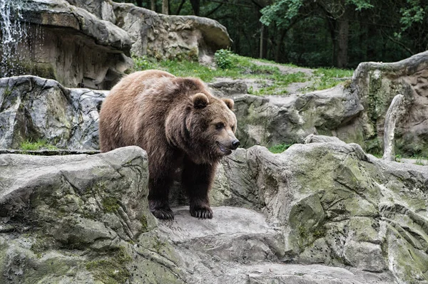 Zoo concept. Animal wild life. Adult brown bear in natural environment. Animal rights. Friendly brown bear walking in zoo. Cute big bear stony landscape nature background