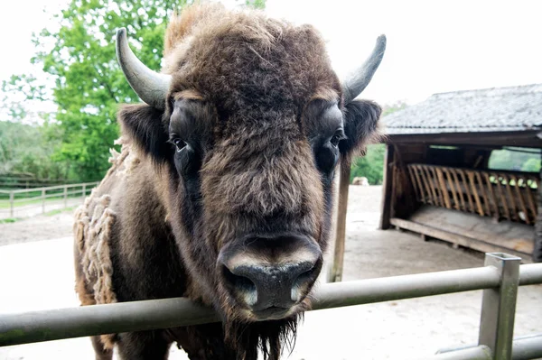 Bull bison closeup. Furry brown animal habits in summer outdoor on field in nature. Buffalo wildlife. Head with horns. Buffalo bull concept. Animal bull in zoo or shelter — Stock Photo, Image