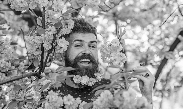 Concept de tendresse. Hipster avec fleur de sakura dans la barbe. Homme avec barbe et moustache sur le visage heureux près des fleurs roses tendres. Homme barbu avec coupe de cheveux frais avec fleur de sakura sur fond — Photo