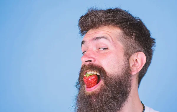 Hipster happy face enjoy juicy ripe red strawberry. Strawberry sweet taste concept. Man handsome hipster with long beard eating strawberry. Freshness comes in red. Berry in mouth of bearded hipster
