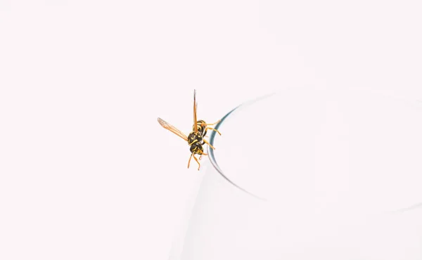 Sweet natural nectar. Healthy food and lifestyle concept. Natural and organic product. Natural sweetener. Bee macro close up. Insect bee on wine glass. Bee or wasp on glass white background — Stock Photo, Image