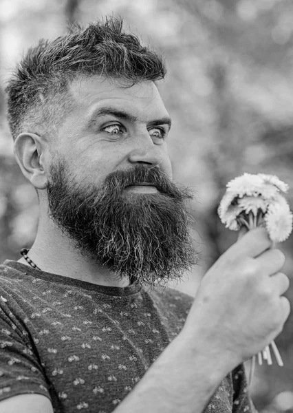 Romantique hipster fait bouquet, fond vert de la nature, déconcentré. Concept romantique. L'homme barbu tient des pissenlits jaunes. Homme avec barbe et moustache sur le visage excité tient bouquet de pissenlits — Photo