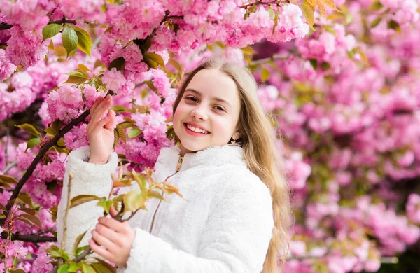 Koncepcja kwitnienia aromatycznego. Dziewczyna turystyczny stwarzające w pobliżu Sakura. Dziecko na różowe kwiaty z drzewa Sakura tle. Dziewczyna korzystających kwiat wiśni lub Sakura. Cute dziecko cieszyć ciepły dzień wiosny. Delikatny rozkwit — Zdjęcie stockowe