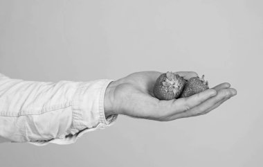 Erkek el çilek ile mavi arka plan. Keyfine bak. El atın çilek öneriyor. Eğer çilek almak istiyorum. Olgun kırmızı meyveleri taze hasat. Berry lezzetli organik tedavi ya da Aperatif