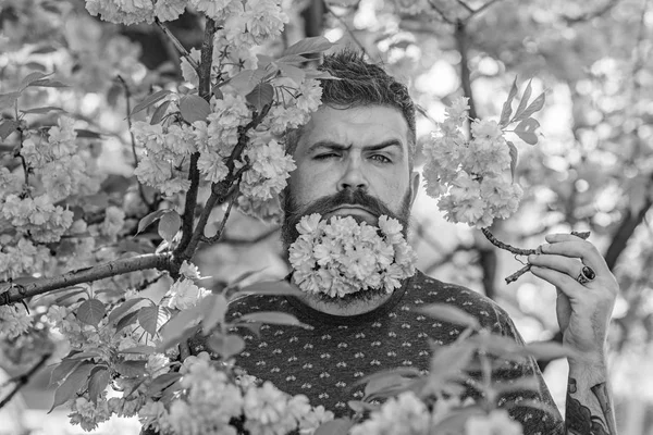Hombre con barba y bigote en cara estricta cerca de tiernas flores rosadas. Hipster con flor de sakura en barba. Hombre barbudo con corte de pelo fresco con flor de sakura en el fondo. Concepto de masculinidad —  Fotos de Stock