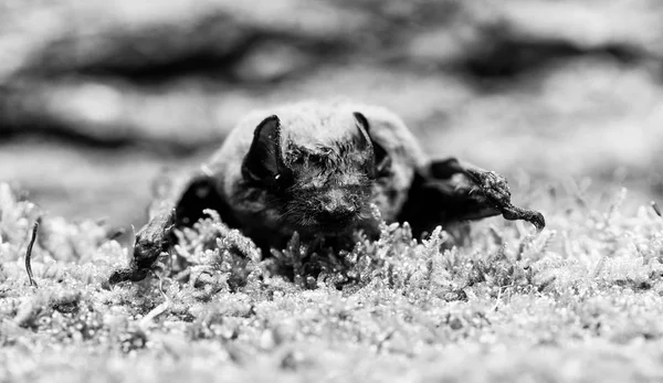 Ομοίωμα του φόντου ξύλινο ρόπαλο. Άσχημο νυχτερίδα. Πρόσθιων προσαρμόζονται ως φτερά. Μουσείο της φύσης. Θηλαστικά φυσικά ικανή πραγματική και διαρκή πτήση. Μικρά μάτια νυχτερίδας ανεπαρκώς αναπτυγμένη. Bat ανιχνευτή — Φωτογραφία Αρχείου