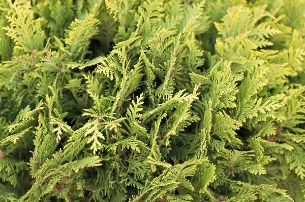 Green wall of cupressus tree as background texture. Natural wallpaper concept. Closeup of cupressus tree. Beauty of nature. Fresh branch of cupressus tree. Garden park and forest — Stock Photo, Image