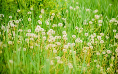karahindiba ile alan. Beyaz karahindiba çayırı. Yaz tarlası. Karahindiba tarlası. beyaz karahindiba ile bahar arka plan. Tohum. Yaz manzara arka plan karşı kabarık karahindiba çiçeği