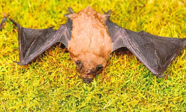 Ugly bat. Dummy of wild bat on grass. Wild nature. Forelimbs adapted as wings. Mammals naturally capable of true and sustained flight. Bat emit ultrasonic sound to produce echo. Bat detector