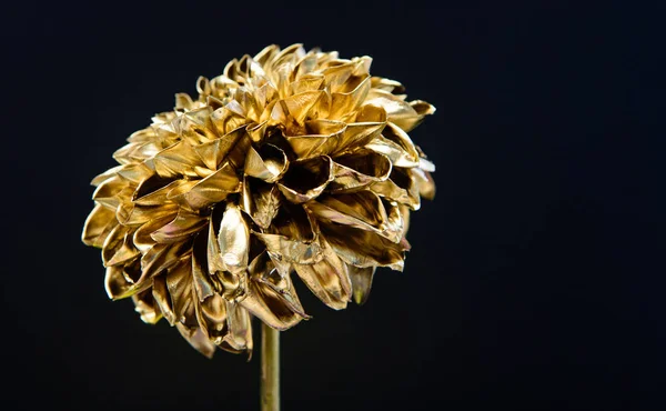 decoration golden plant for home. golden chrysanthemum flower. wealth and richness. floristics business. Vintage gold. luxury and success. metallized antique decoration. natural retro beauty