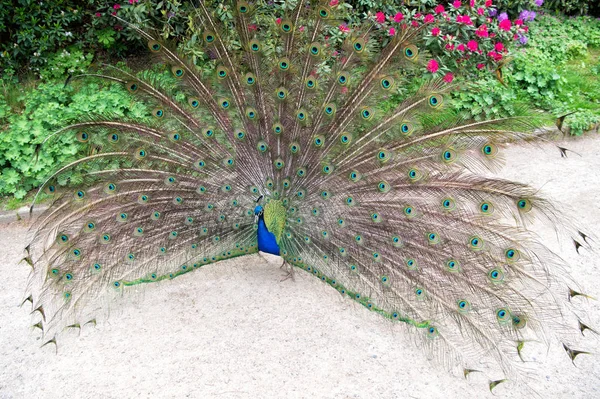 Proberen om peahen aan te trekken. Peacock vogel toont zijn veren. Mooie Pauw vogel op zomerdag. Mannelijke Peacock vogel weergeven van zijn staartveren. Peacock vogel uitvoeren van verkering ritueel — Stockfoto