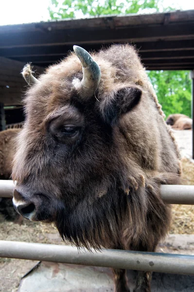 Salva a la especie. Bisonte europeo o americano o sabio en paddock o zoológico. Gran bisonte marrón de sabio grupo. Salvaje sabio con cuernos. Animal sabio en el parque salvaje — Foto de Stock