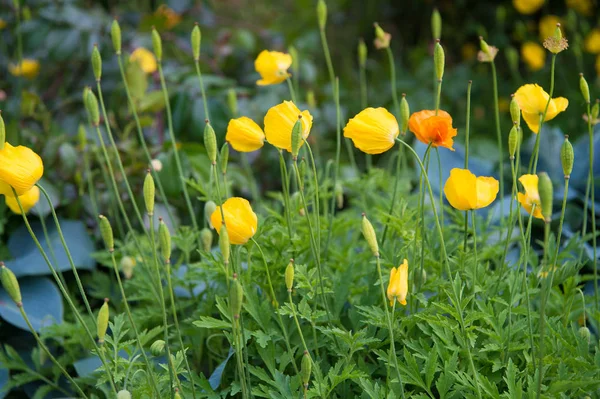 La fuente del narcótico opio. Flor de amapola amarilla. Flores de amapola en macizo de flores. Brotes de amapola con pétalos amarillos sobre fondo verde natural. Las plantas de amapola florecen en el día de verano —  Fotos de Stock