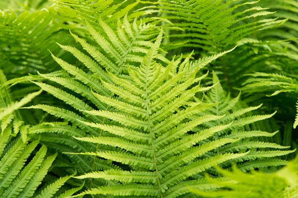 Go green and natural. Green fern tree growing in summer. Fern with green leaves on natural background. Green is the color of spring and hope — Stock Photo, Image