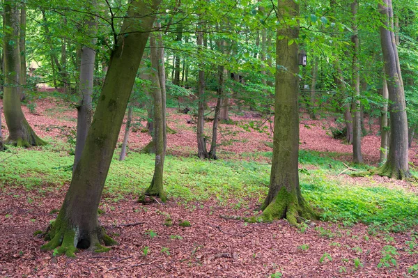 All you need is a forest. Forest landscape in summer. Green trees growing in forest. World forest day