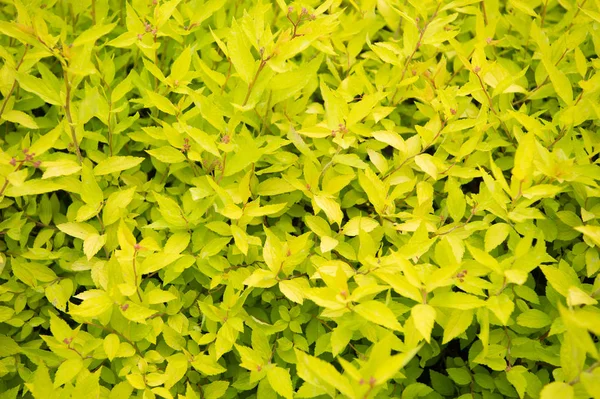 Весенний сад. Буш ярко-желтых листьев растет в саду. Декоративное садовое растение с желтыми цветными листьями. Декоративный кустарник в саду парка в солнечный день — стоковое фото