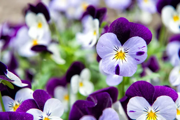 Robusto e florescente. Pansy jardim com pétalas roxas e brancas. Pansy híbrido. Viola tricolor pansy em canteiro de flores. Flores pantanosas mostrando marcas faciais típicas — Fotografia de Stock