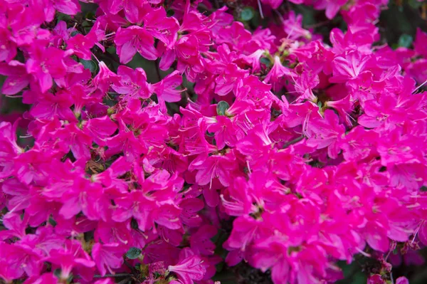 Blommor för din glädje. Rosa blommor blommar på naturlig bakgrund. Blomsterträdgård i full blom på solig sommardag. Blomsterdesign för blomsteraffär — Stockfoto