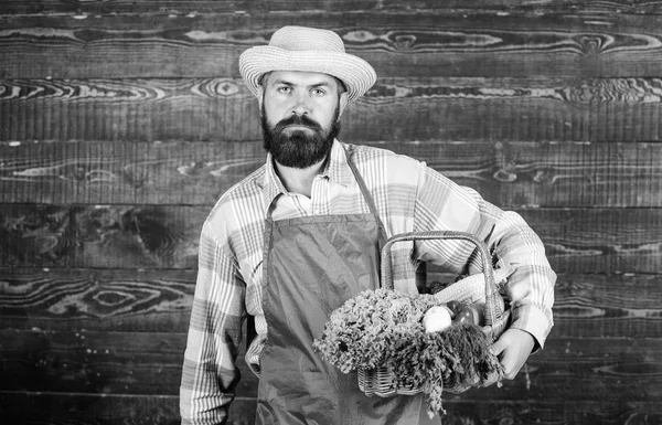 Friss biozöldségek fonott kosárban. Az ember szakállas mezőgazdasági termelő kopás kötény bemutató zöldség fa háttér. Farm szállítás friss zöldség. Mezőgazdasági termelő csípő szalma kalap szállít friss zöldségek — Stock Fotó