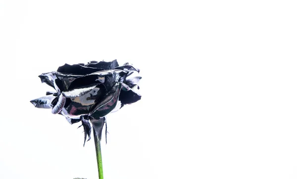 Bellezze naturali. ricchezza e ricchezza. attività di floristica. Vintage. lusso e successo. decorazione antica metallizzata. fiore rosa argento. fiore d'argento su sfondo bianco — Foto Stock