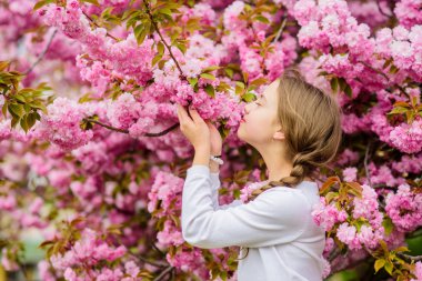 İhale çiçeklenme. Pembe en kızsı renktir. Parlak ve canlı. Pembe benim favorim. Küçük kız baharın tadını çıkarır. Sakura ağacı arka plan pembe çiçekler üzerinde Çocuk. Çocuk pembe kiraz çiçeği zevk