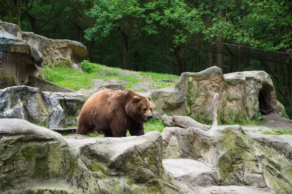 Räume statt Käfige. großes braunes Bärentier auf natürlicher Landschaft. Wildtier Bär. Bär oder Ursus arctos Raubtier. Wildtier aus der Bärenfamilie — Stockfoto