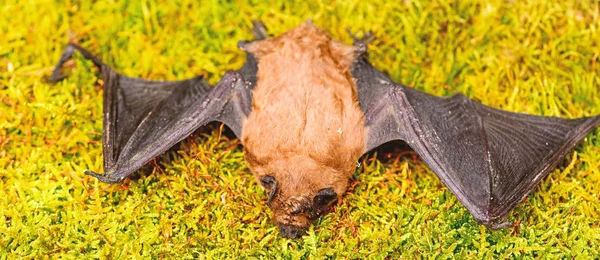 Bat detector. Ugly bat. Dummy of wild bat on grass. Wild nature. Forelimbs adapted as wings. Mammals naturally capable of true and sustained flight. Bat emit ultrasonic sound to produce echo