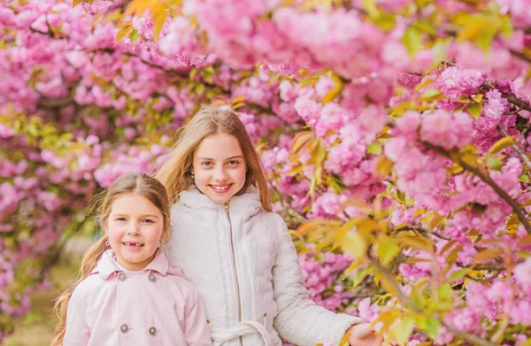 Niños sobre flores rosadas de sakura fondo de árbol. Niños disfrutando de sakura de flor de cerezo. Concepto botánico. Flores suaves nubes rosadas. Los niños disfrutan de la primavera. Perdido en flor. Chicas posando cerca de sakura — Foto de Stock