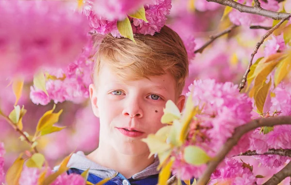 Zarte Blüte. niedlichen Kind genießen warmen Frühlingstag. Besuchen Sie den Sakura-Garten. Junge Teenager posiert in der Nähe von Sakura. Kind auf rosa Blüten des Sakura-Baumes Hintergrund. Botanik-Konzept. Kerl genießt Kirschblütensakura — Stockfoto