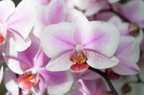 Orchid. tender lilac and white orchid flower. purple orchid background. spring and summer flowers. gardening. floral background. flower shop concept. freshness and beauty. spa salon — Stock Photo, Image