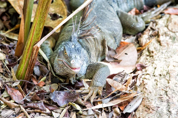 Big lizard at Roatan Honduras. Wild animal in natural environment. Save biodiversity concept. Lazy lizard relaxing sunny day. Stunning nature of Honduras. Tropical reptile. Lizard iguana in wildlife — Stock Photo, Image