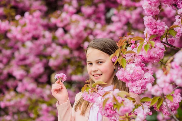 Dziewczyna ciesząc się kwiatowym aromatem. Koncepcja alergii pyłku. Kid cieszyć Cherry Blossom Sakura. Dziecko na różowe kwiaty Sakura drzewo tło. Lekarstwo na alergie. Dziecko cieszyć się życiem bez alergii. Wąchania kwiatów — Zdjęcie stockowe