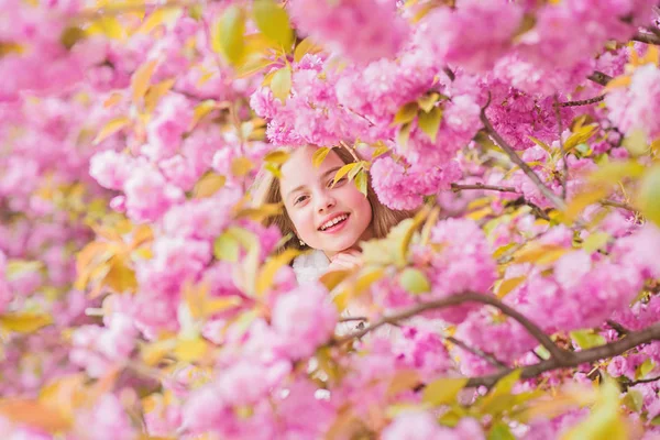Anbud Bloom. Barn på rosa blommor av Sakura Tree bakgrund. Botanik koncept. Flicka njuter körsbärsblomma Sakura. Sött barn njuta av varm vårdag. Vilse i Blossom. Flicka turist poserar nära Sakura — Stockfoto
