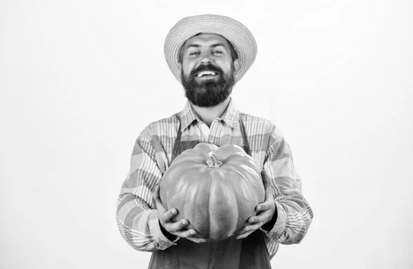 Fotografía de comida. verduras útiles. rica cosecha de otoño. vitamina estacional. comida natural orgánica. Feliz Halloween. producto saludable. Un hombre con calabaza. hombre barbudo granjero mantenga gran calabaza. festival de cosecha —  Fotos de Stock