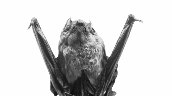 Fladdermus detektor. Dummy av bat vit bakgrund. Ful bat. Frambenen anpassas som vingar. Museum för natur. Däggdjur naturligt kapabel av sann och varaktig flyg. Bat avger ultraljud att producera eko — Stockfoto