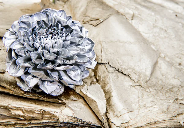 Grunge beauty. wealth and richness. floristics business. Vintage. luxury and success. metallized antique decor. silver chrysanthemum flower. copy space. Herbarium. — Stock Photo, Image