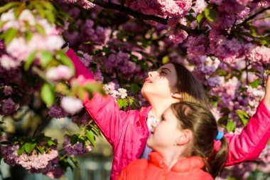 Pembe bizim favorimiz. Çocuklar bahar bahçesinin tadını çıkarırlar. Sakura bahçesi. Kız kardeşler parksa ağaçları yürümek. Sakura ağacı arka plan Çocuk pembe çiçekler. Çiçekler yumuşak ihale çiçek. Kiraz çiçeğinin tadını çıkaran çocuklar