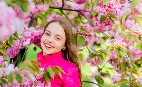 Enjoy smell of tender bloom. Sakura flower concept. Gorgeous flower and female beauty. Natural cosmetics for skin. Girl in cherry flower. Sakura tree blooming. Small girl child in spring flower bloom