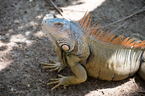 Impresionante naturaleza de Honduras. Reptil tropical. Lagarto iguana en la vida silvestre. Lagarto grande en Roatán Honduras. Animal salvaje en medio ambiente natural. Guardar concepto de biodiversidad. Lagarto perezoso relajante día soleado —  Fotos de Stock