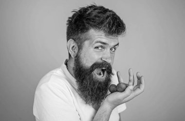 Benim berry sakallı hippi tutar çilek Palm'da deneyin, yakın çekim istiyorum. Olgun tatlı çilek mavi arka plan yemek adam neşeli olacak. Sakallı adam mutlu yüz açık ağız çilek yiyor