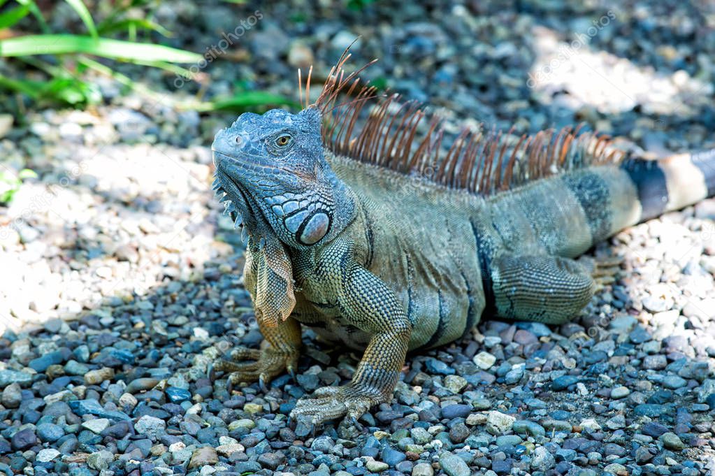 Wild life concept. Animal rights. Save biodiversity natural area. Lazy lizard relaxing. Stunning nature of Honduras. Tropical reptile. Lizard iguana in wildlife. Big lizard at Roatan Honduras
