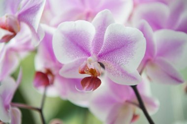 Ev bitkileri. Orkide yumuşak nazik ihale çiçeği yakın yukarı. Orkide çiçek pembe menekşe Bloom. Phalaenopsis orkide. Orkide büyüyen ipuçları. Nasıl kapalı Tropic bitkiler özen. Bahçe ve Ekim