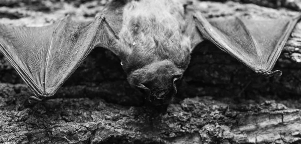 Mammiferi naturalmente capaci di volo vero e duraturo. Occhi specie di pipistrello piccolo scarsamente sviluppato. Rivelatore di mazze. Manichino di sfondo in legno pipistrello. Brutto pipistrello. Arti anteriori adattate come ali. Museo della natura — Foto Stock