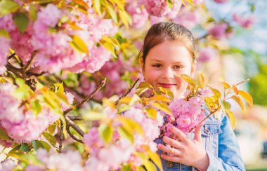 Kız kiraz çiçek arka plan. Sakura ağacı açıyor. Park ve bahçe. Bahar çiçek açan kız küçük çocuk. Güneşli bir gün için ihale çiçek kokusu keyfini çıkarın. Sakura çiçek konsepti. Muhteşem çiçek güzelliği