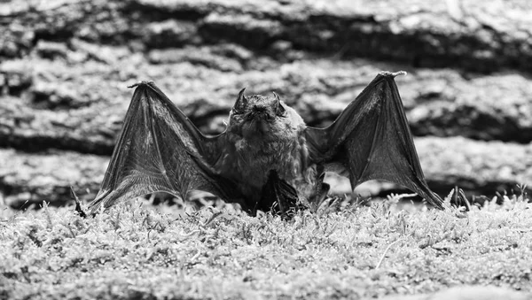 Occhi specie di pipistrello piccolo scarsamente sviluppato. Rivelatore di mazze. Manichino di sfondo in legno pipistrello. Brutto pipistrello. Arti anteriori adattate come ali. Museo della natura. Mammiferi naturalmente capaci di volare veri e duraturi — Foto Stock