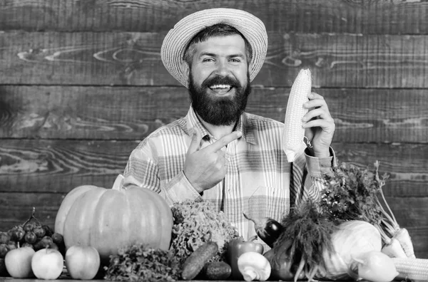 Grow organic crops. Man cheerful bearded farmer hold corncob or maize wooden background. Farmer straw hat presenting fresh vegetables. Farmer with homegrown harvest. Farmer rustic villager appearance