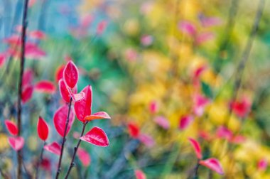 Sonbahar yaprakları kavramı. Kırmızı ve renkli yaprakları yakın kadar şube. Sonbahar yaprak rengi fenomen etkiler normalde yeşil yaprakları kırmızı çeşitli tonları al. Sonbahar sezonu. Renkli sonbahar yaprakları